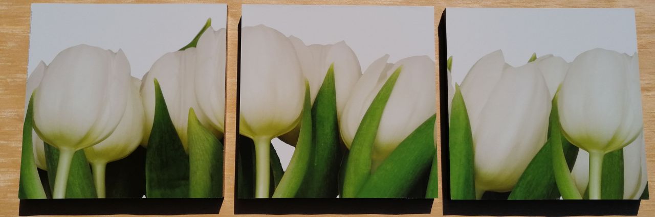Fehér tulipán 3 részes falikép 90x30 Fehér tulipán 3 részes falikép 90x30